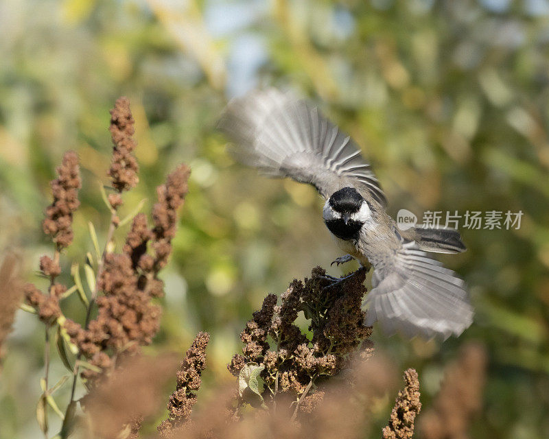 正在起飞的黑冠山雀，Poecile atricapillus，产自加拿大BC省